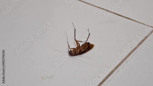 Cockroach struggling on white tile floor.