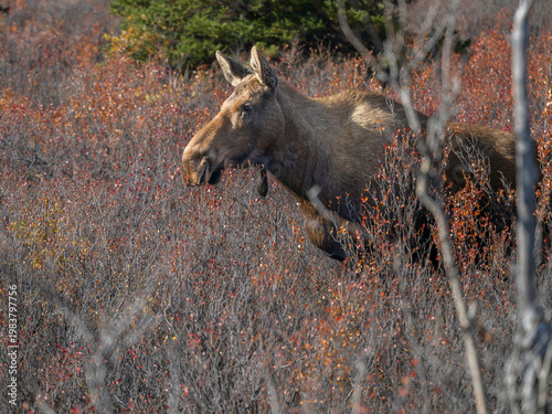 Female Cow Moose in Denali National Park