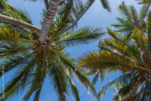 Quadro em tela Clustered palm trees overhead creating layered frond patterns under clear sunny