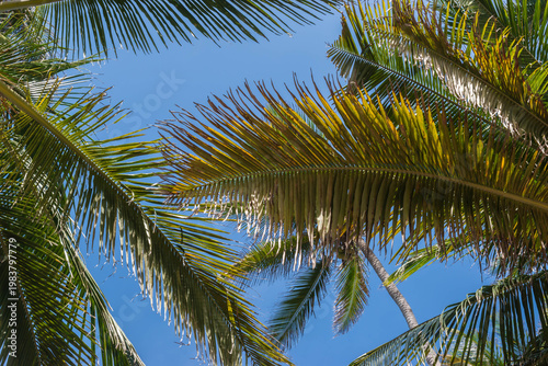 Palm tree canopy seen from below with sunlight filtering through green fronds outdoors