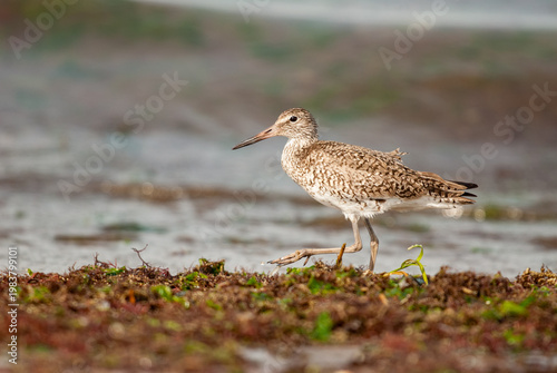 Willet (Tringa semipalmata) shorebird walking among seaweed at the ocean's edge