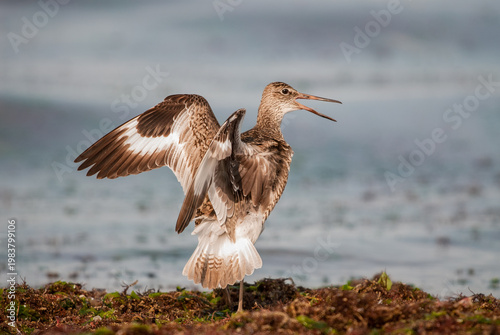 Willet (Tringa semipalmata) flapping its wings and calling