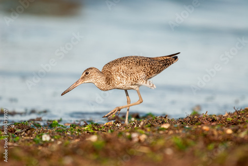 Willet (Tringa semipalmata) shorebird walking among seaweed at the ocean's edge