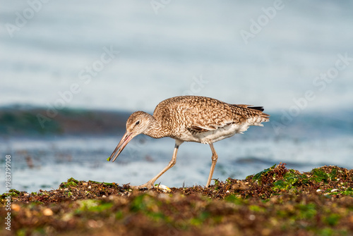 Willet (Tringa semipalmata) foraging among the seaweed