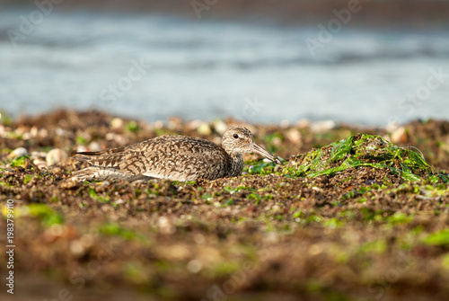 Willet (Tringa semipalmata) bird hiding among seaweed, its mottled feathers blending in with the environment