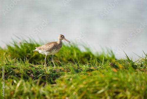 Willet (Tringa semipalmata) bird among coastal grasses with the Atlantic Ocean in the background