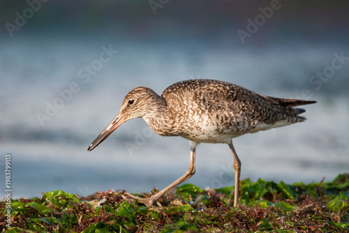 Willet (Tringa semipalmata) foraging among the seaweed