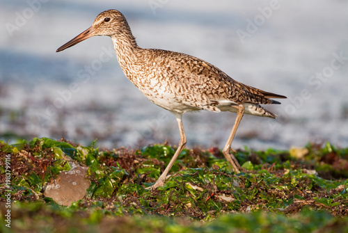 Willet (Tringa semipalmata) running over a bed of seaweed