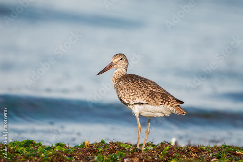 Willet (Tringa semipalmata) standing on a bed of seaweed in front of a wave break