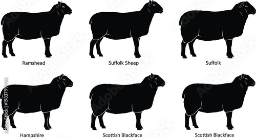 Silhouette vector illustration of diverse sheep breeds including Suffolk, Hampshire, Scottish Blackface, Ramshead for farming design