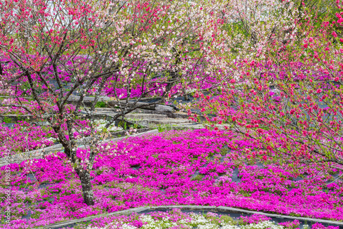 花桃と芝桜の咲く「芝桜花桃公園」（恵那峡の里・岐阜県恵那市）