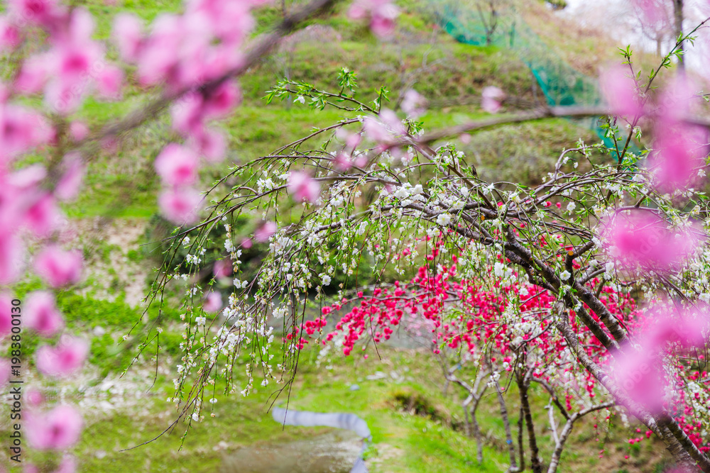 Obraz premium 満開のしだれ桃の花(きねしだれ桃園・岐阜県恵那市)