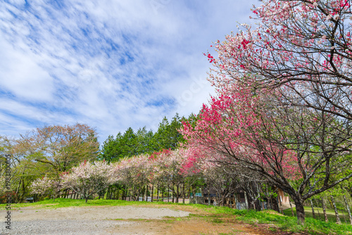 花桃の咲く「芝桜花桃公園」（恵那峡の里・岐阜県恵那市）