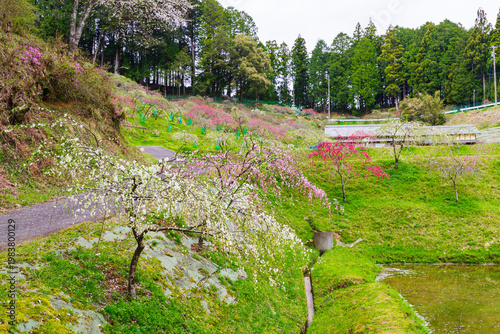 満開のしだれ桃（きねしだれ桃園・岐阜県恵那市）