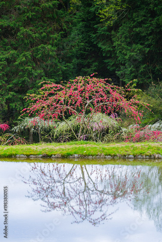 リフレクションが綺麗なしだれ桃（きねしだれ桃園・岐阜県恵那市）