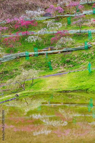 リフレクションが綺麗なしだれ桃（きねしだれ桃園・岐阜県恵那市）