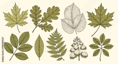 Detailed botanical engraving of diverse tree leaves including oak, maple, birch, ash, and rowan with horse chestnut seeds, featuring fine line work on an off-white background.