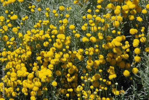 Field of yellow lavender cotton Santolina flowers 