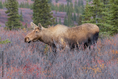 Female Cow Moose in Denali National Park