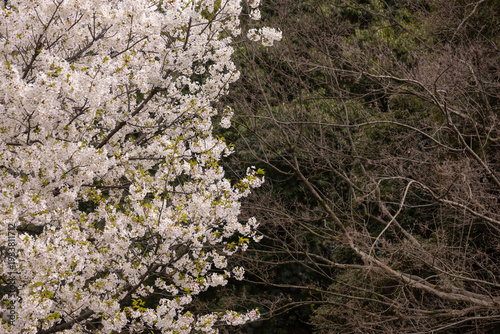 A photography of cherry blossoms swinging wind in spring
