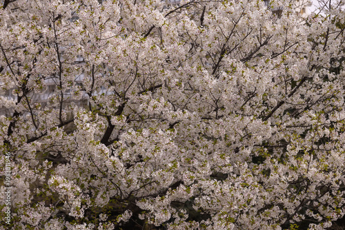 A photography of cherry blossoms swinging wind in spring