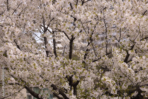 A photography of cherry blossoms swinging wind in spring