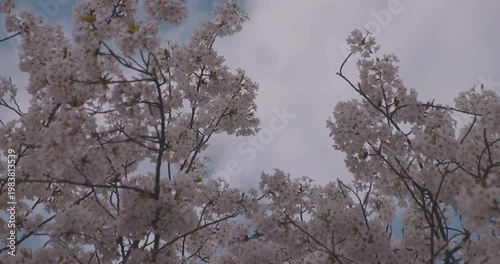 A slowmotion of cherry blossoms swinging wind in spring telephoto shot