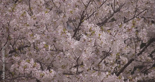 A slowmotion of cherry blossoms swinging wind in spring