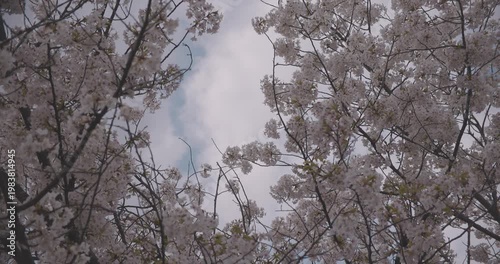 A slowmotion of cherry blossoms swinging wind in spring telephoto shot