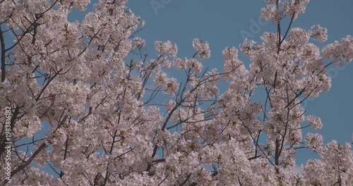 A slowmotion of cherry blossoms swinging wind in spring telephoto shot