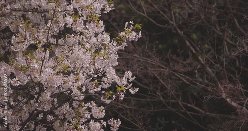 A slowmotion of cherry blossoms swinging wind in spring