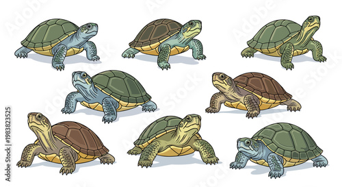 A set of cute and funny cartoon turtles with green shells isolated on a white background, representing slow and gentle reptile animals from nature and wildlife