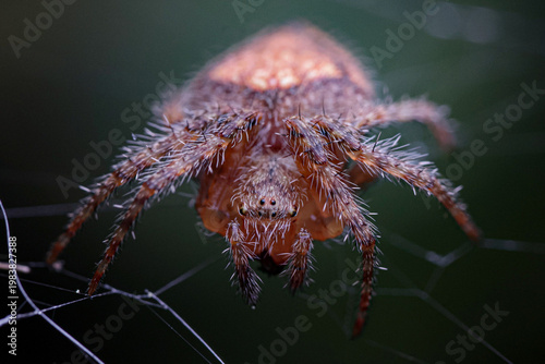 Tableau sur toile spider on a web