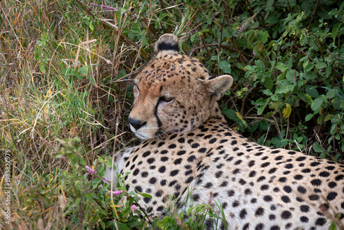 cheetah or acinonyx jubatus animal laying down on grass in serengeti wilderness tanzania