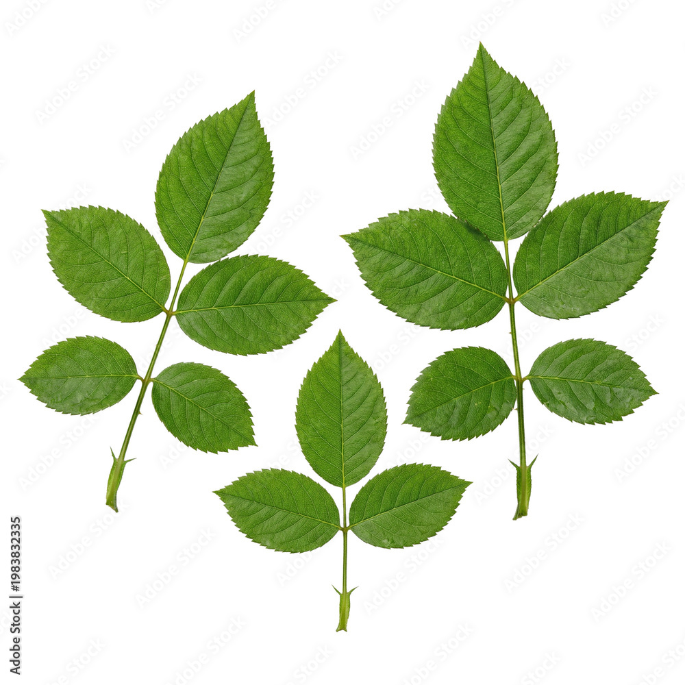 Fototapeta premium Green Rose Leaves Isolated on White Background