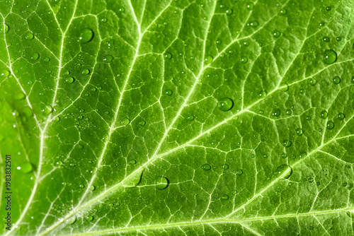 Macro view of green leaf as...