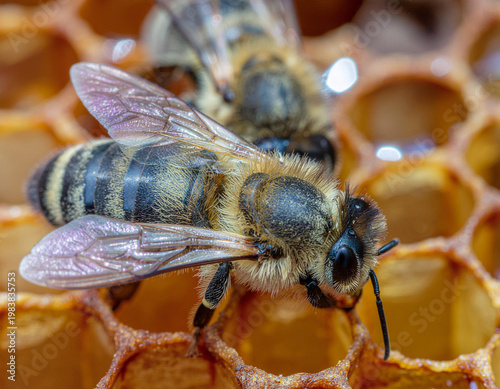A bumble hard at work making honey sits on top of a honeycomb.