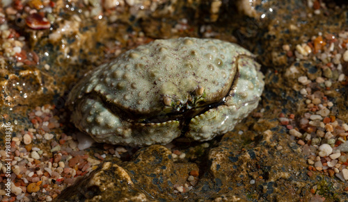 Calappa hepatica, the reef box crab. Red Sea.