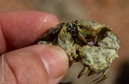 Calappa hepatica, the reef box crab. Red Sea. An animal in the hand of a man.