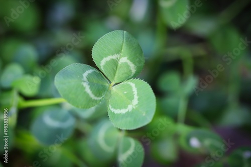 A close up shot of cute clover leaf in the garden.