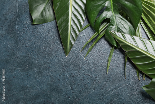 Different tropical leaves o...