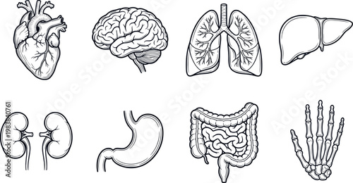 A set of eight human internal organ vector icons. Various graphic styles like hand drawn engraving, sketch, and detailed line art. Ideal for medical, health, biology, pharmaceutical, and educational d