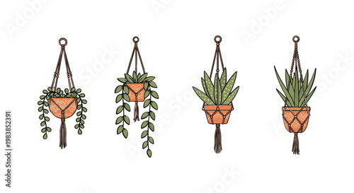 Bohemian Macrame Plant Hangers with Potted Succulents and Trailing Plants