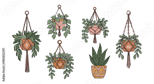 Bohemian Macrame Plant Hangers with Lush Greenery and Terracotta Pots