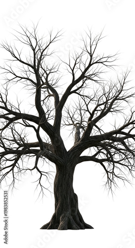 Bare Autumn Tree Isolated Transparent Background Detailed Bark Texture