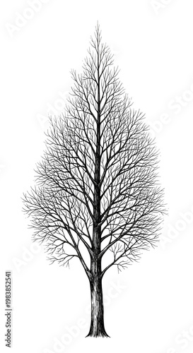 Bare Tree Silhouette Isolated On White Background Realistic Illustration