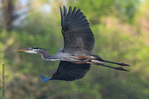 Closeup of a great blue heron in flight.