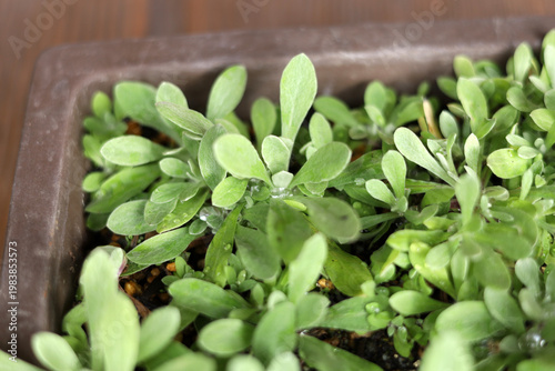 Young Gnaphalium affine plants growing densely in a brown ceramic pot.