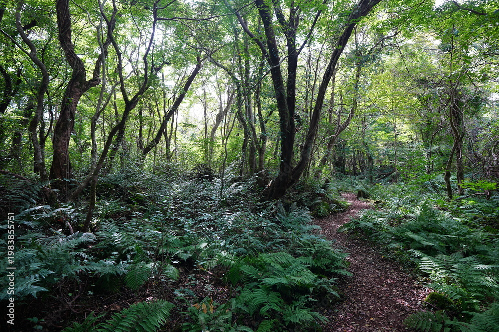 Obraz premium old wild forest and fine path