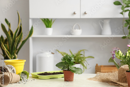 Different plants, soil and ...
